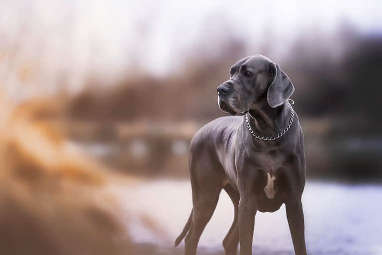 Amazing cute blue great dane