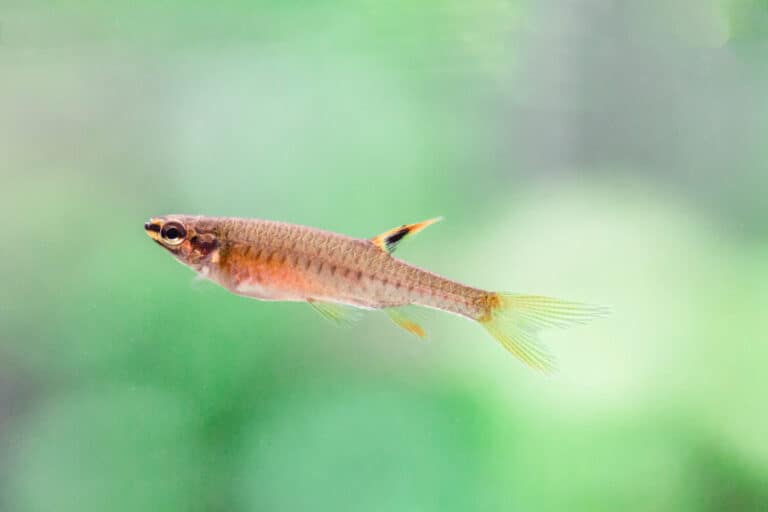 Copella arnoldi – Splash Tetra - Spraying characin