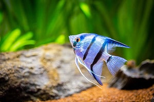 The 18 Best Tank Mates to Pair With Angelfish Picture