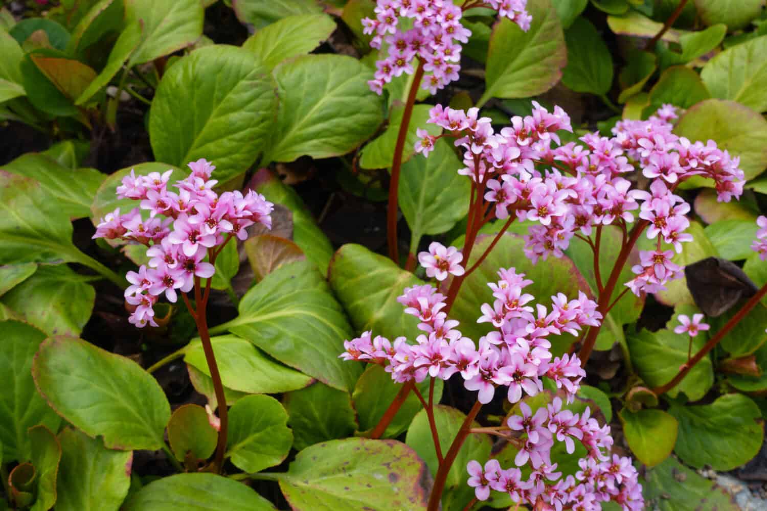Close up of a blooming pink heart-leaved bergenia cordifolia or badan plant with flowers in the spring
