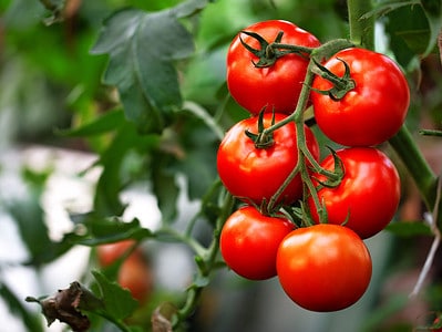 A The 27 Best and Easiest Vegetables That Grow and Thrive in Pots