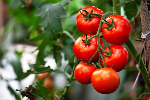 How Often Do You Water Tomato Plants? 7 Critical Care Tips for a Juicy ...