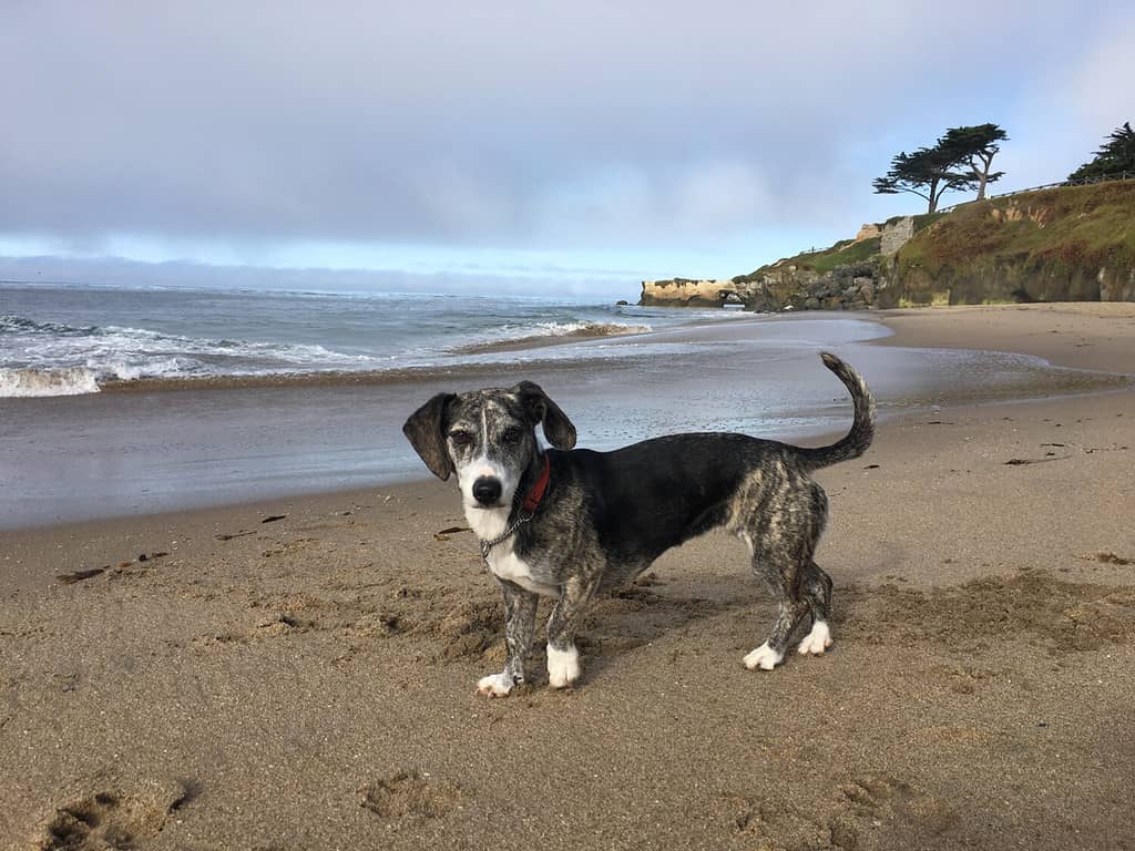 Dachshund Pit Bull mix puppy at the beach