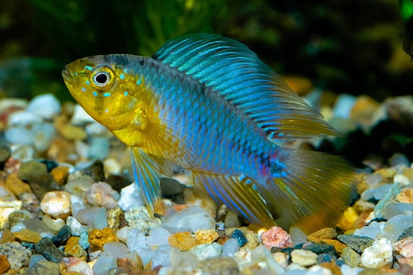 Explore 51 Fish That Start with U (Common Names) - A-Z Animals