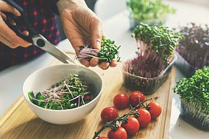 How To Grow Microgreens Indoors: Easy to Follow Steps for a Thriving Plant Picture