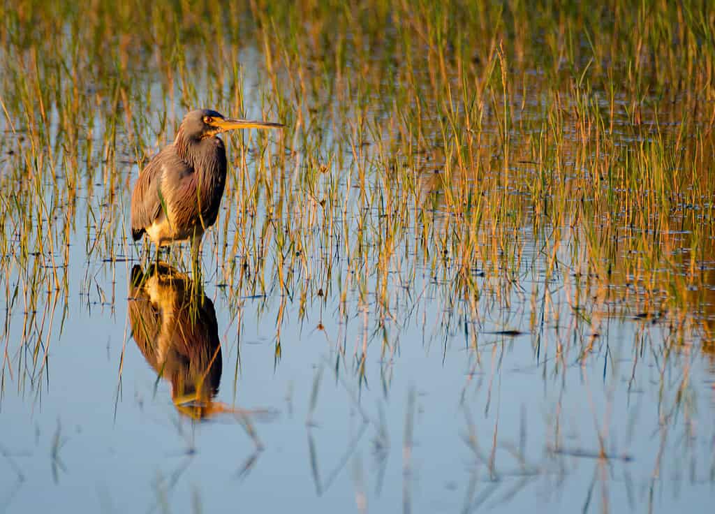 A Great Blue Heron at Sunset waits in the shallows of a small bay on Lake Tohopekaliga waiting for dinner, Osceola County, Florida