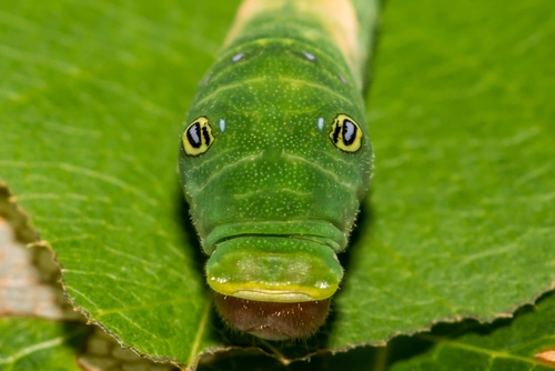 Eastern Tiger Swallowtail Caterpillar (Papilio glaucus)