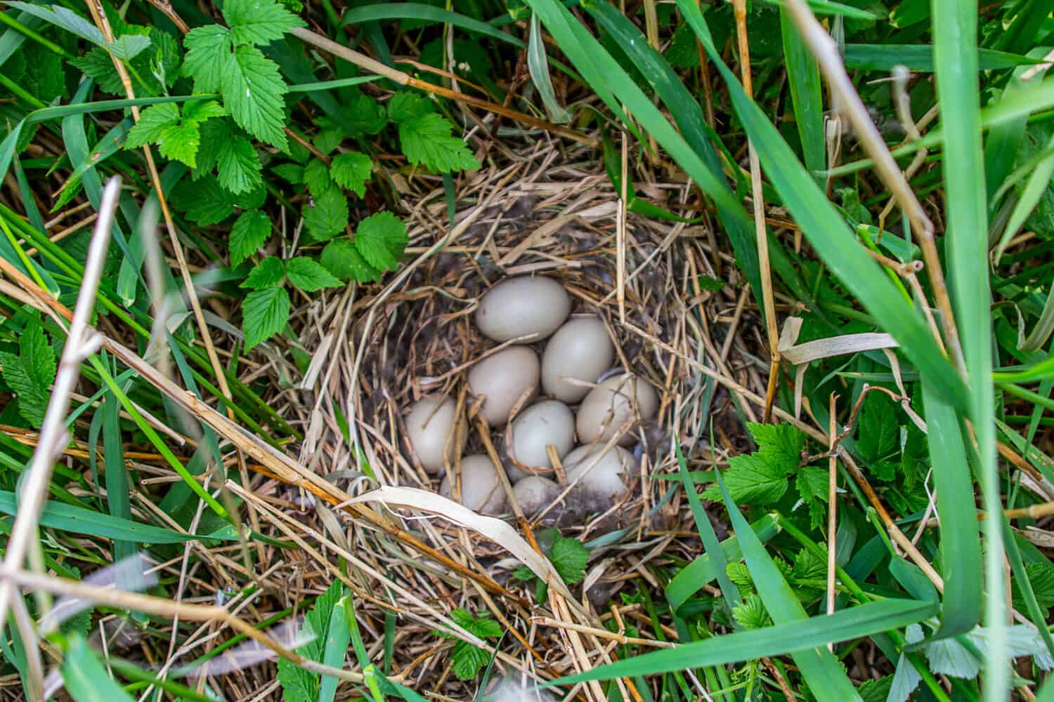 Guide of bird nests. Tufted duck (Aythya fuligula) nest on islands of Eastern part of Baltic sea. Plants near - cereals and raspberries. Beginning of incubation of clutch, a little of down in nest