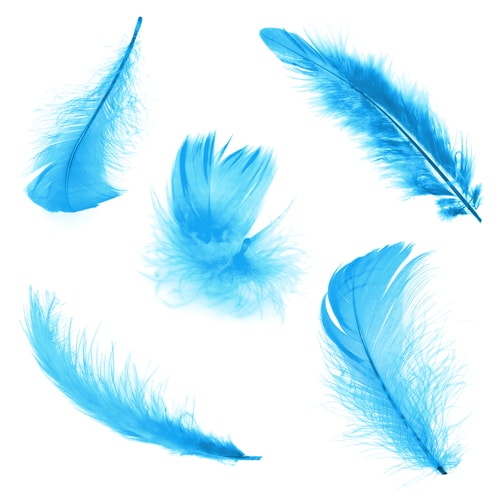 Five different feathers isolated on white background