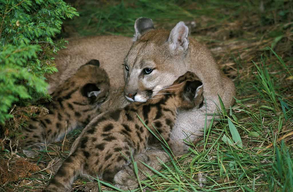 COUGAR puma concolor, MOTHER WITH CUB SUCKLING