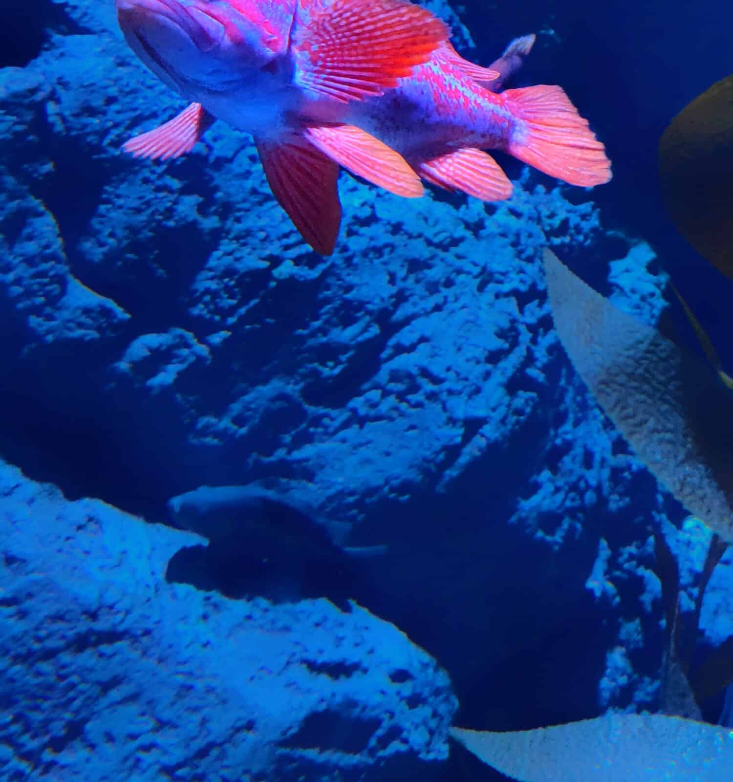 Vermillion rockfish swimming in the sea