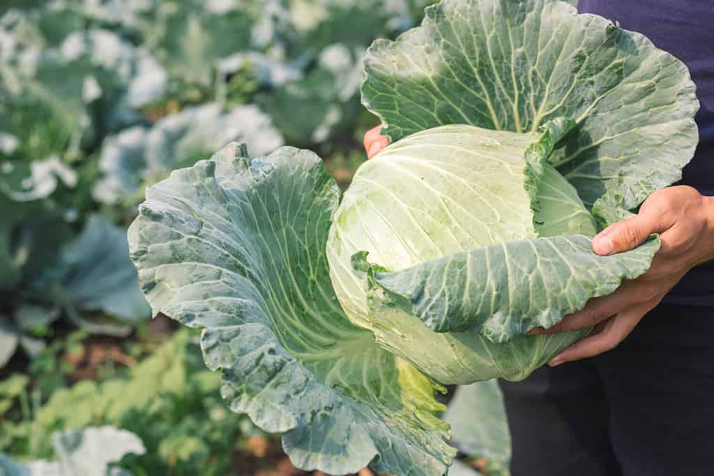 harvesting cabbage. in the hands of green cabbage. Fresh cabbage from farm field. View of green cabbages plants. Vegetarian food concept.Fresh green cabbage maturing heads growing in vegetable farm.