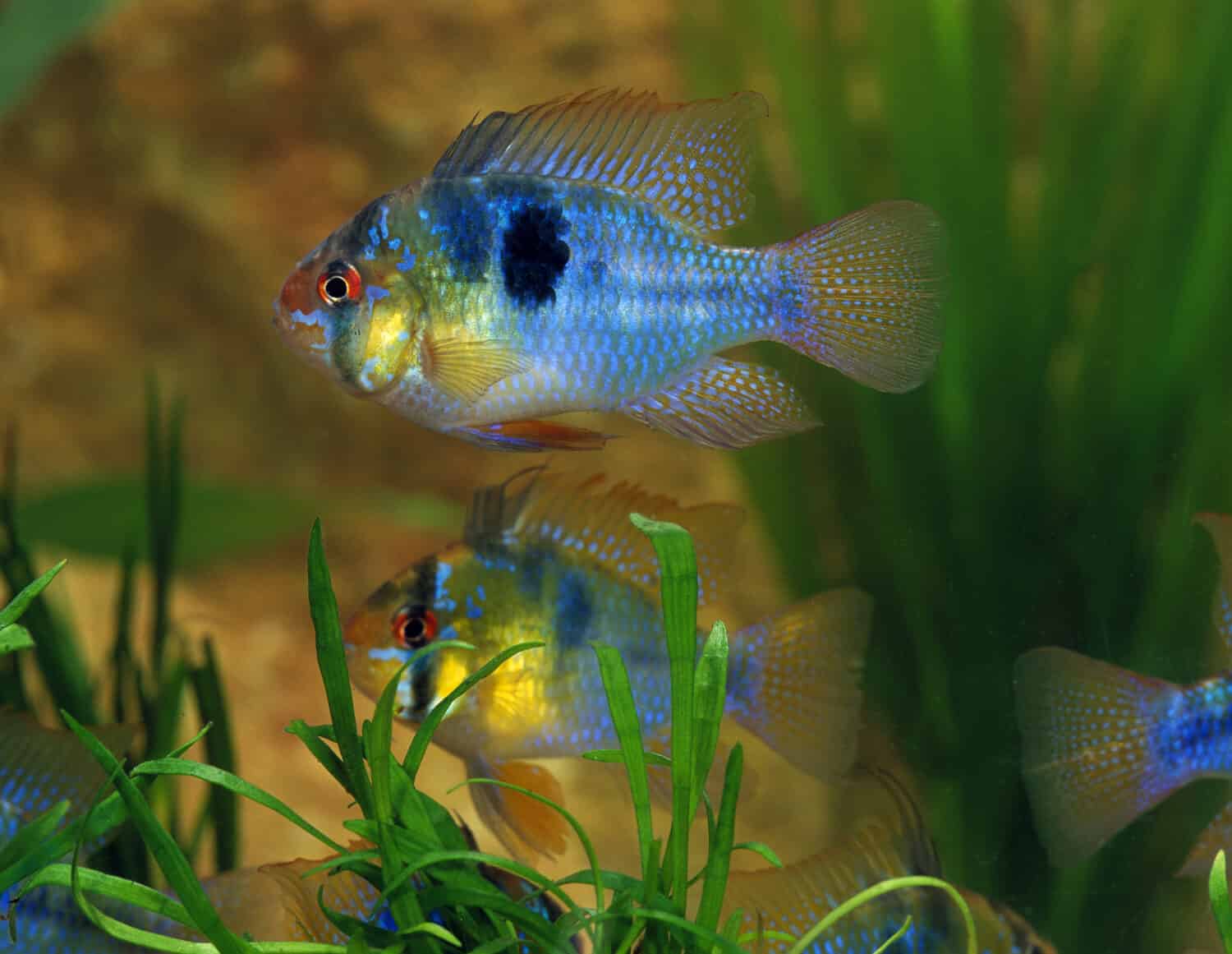 Blue German Ram, mikrogeophagus ramirezi, Aquarium Fishes  