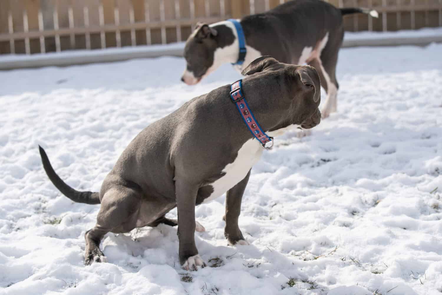 pitbull puppy is peeing in the snow