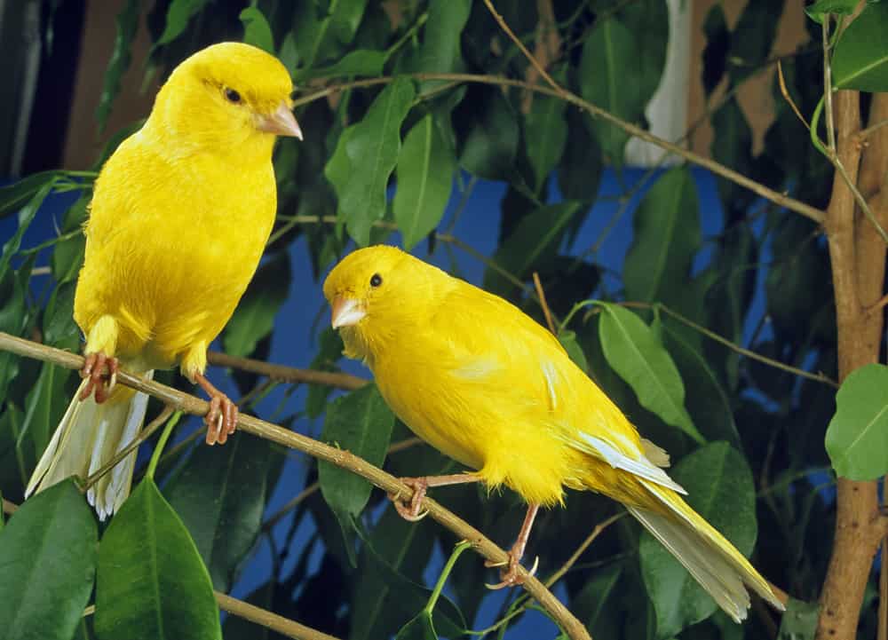 Yellow Canaries, serinus canaria  standing on Branch  