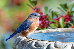Do Bluebirds Enjoy Bird Baths? 6 Ways to Create the Perfect Setup Picture