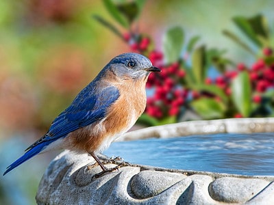 A Do Bluebirds Enjoy Bird Baths? 6 Ways to Create the Perfect Setup