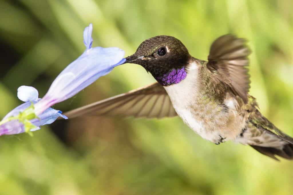 Black-Chinned Hummingbird Searching for Nectar Among the Blue Flowers