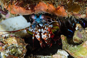 See This Alien-Like Mantis Shrimp Land a Punch to Knock Out a Crab in One Hit Picture