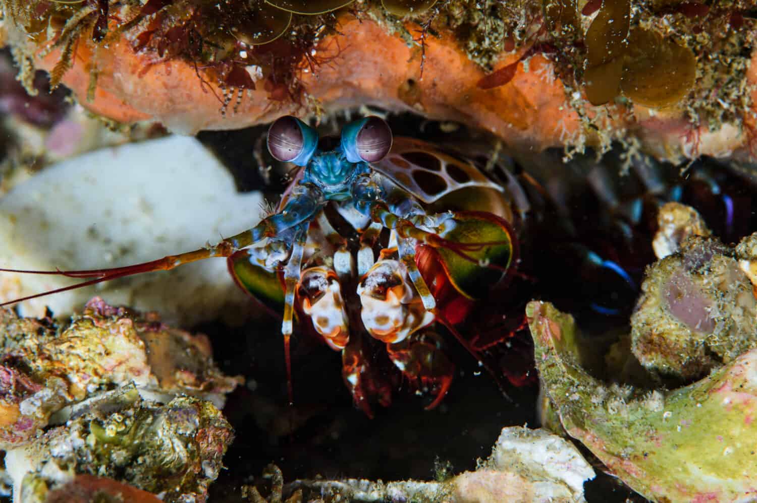 Colorful Fastest Puncher Peacock Mantis Shrimp Underwater Dwelling