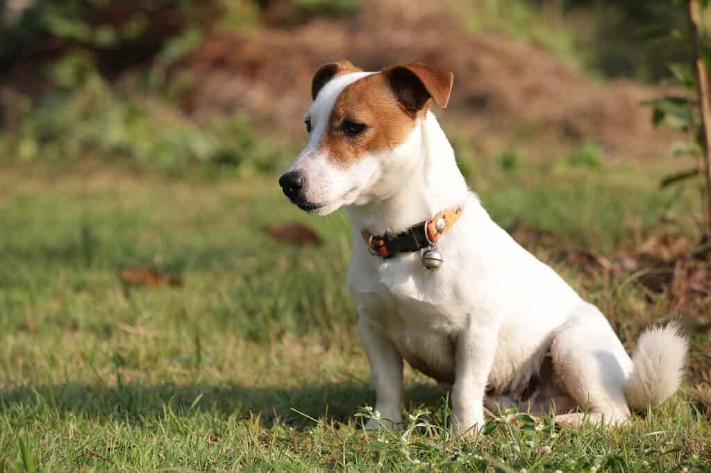 The 22 Most Common Health Problems in Jack Russells - A-Z Animals