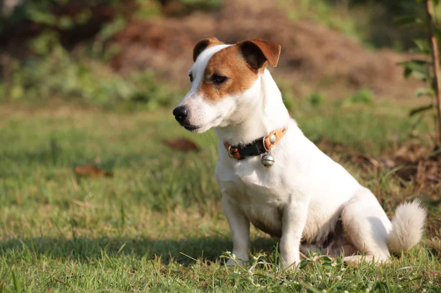 kindly one eye jack russell terrier dog sitting on the grass field