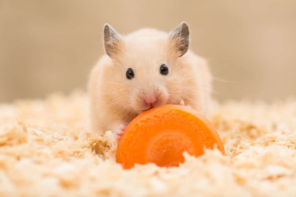 Golden Hamster eating a carrot on wooden chips