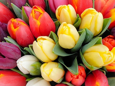 A 14 Tulips in Illinois to Plant This Autumn