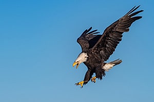 Discover the 25 Largest Flying Birds in Texas Picture