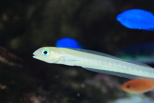 Flagtail or Blanquillo or Quakerfish (Malacanthus brevirostris) in Japan