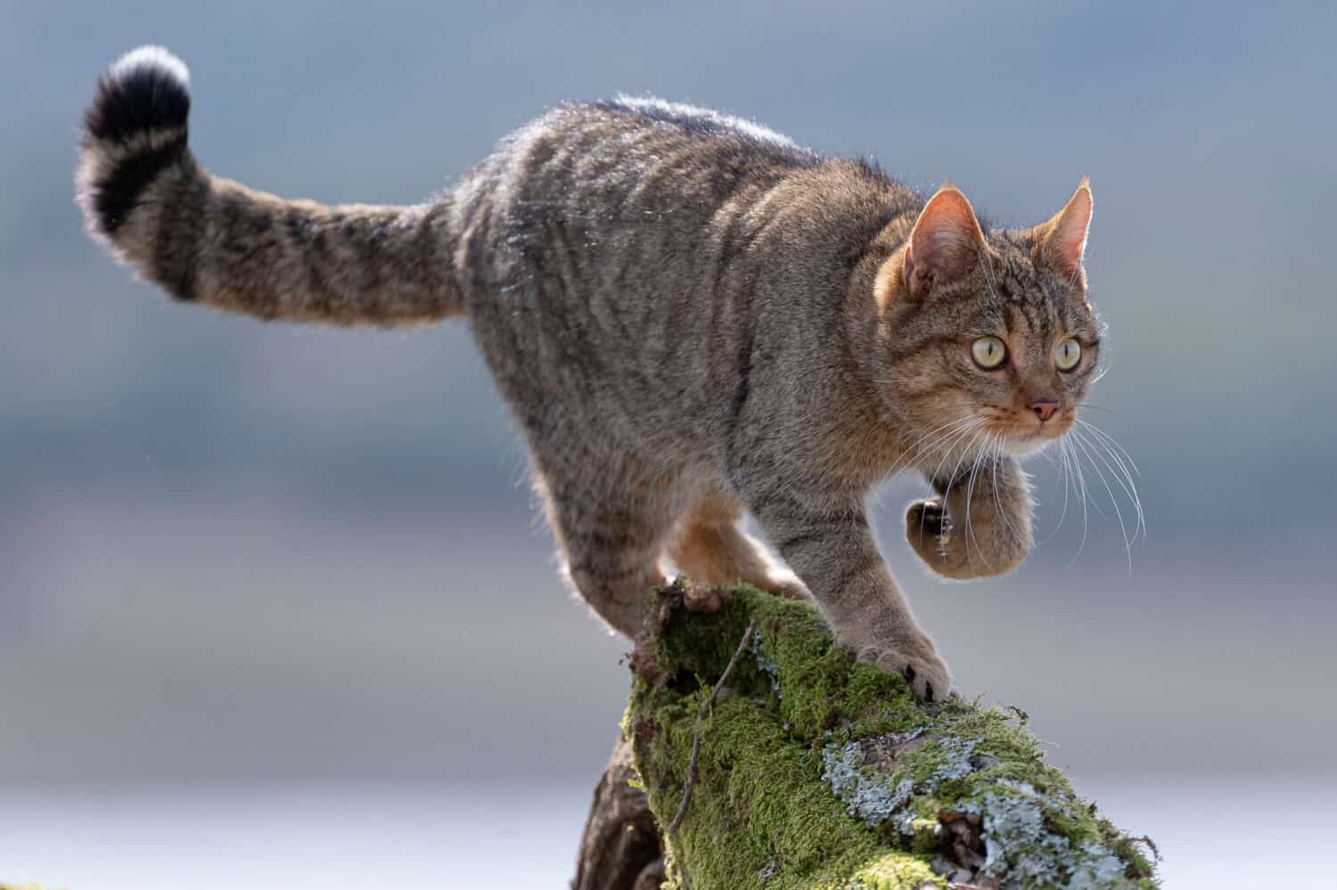 European Wildcat (Felis silvestris silvestris) Cadiz, Spain 