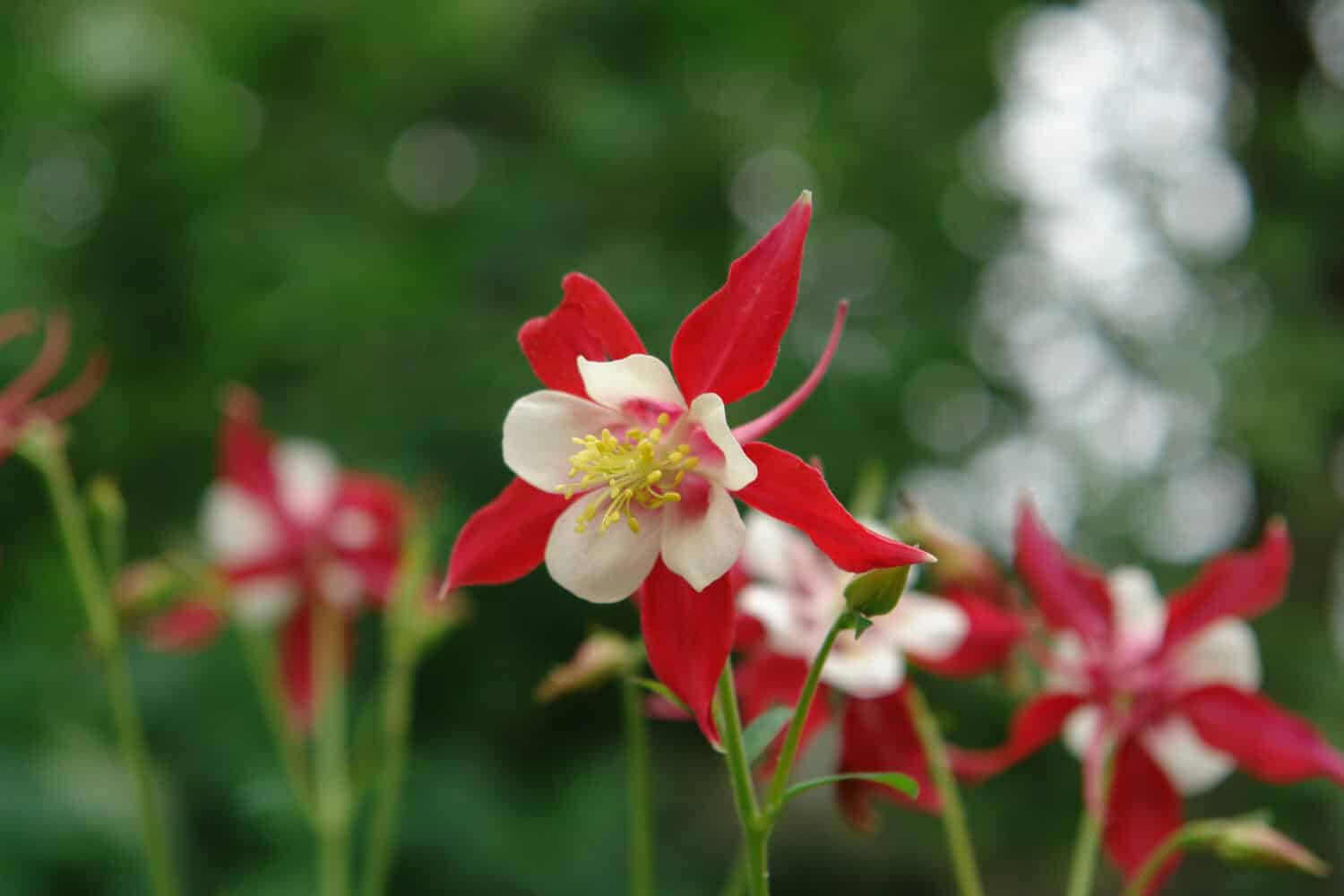 A close up of red and white bicolor flower of Aquilegia Songbird 'Cardinal' (granny's bonnet, columbine), natural blurred background, copy space for text