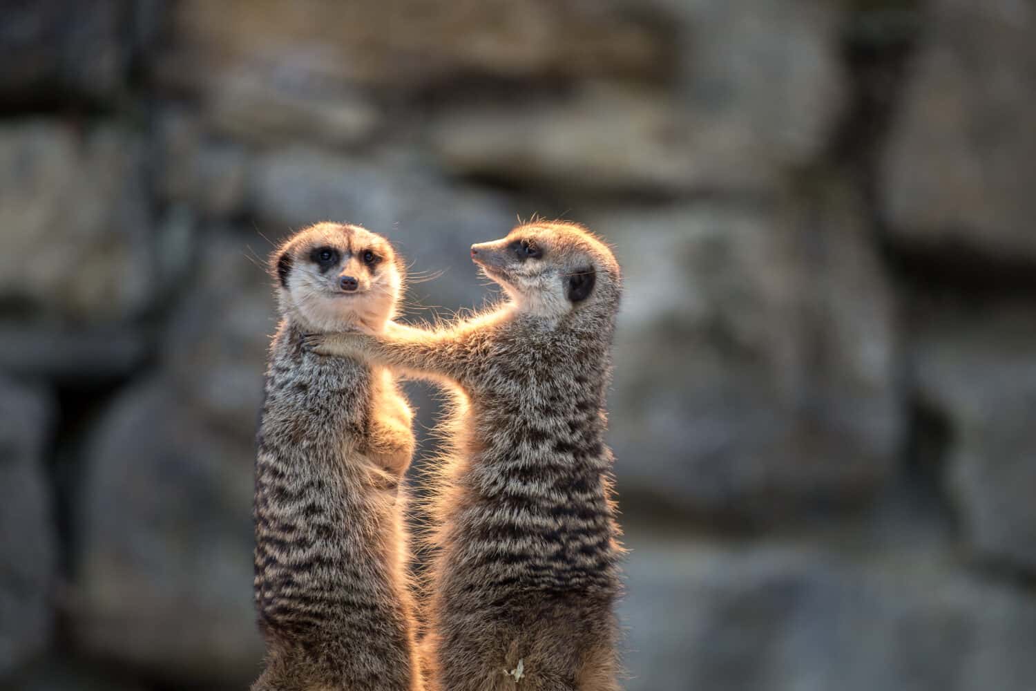 two meerkats standing and take care