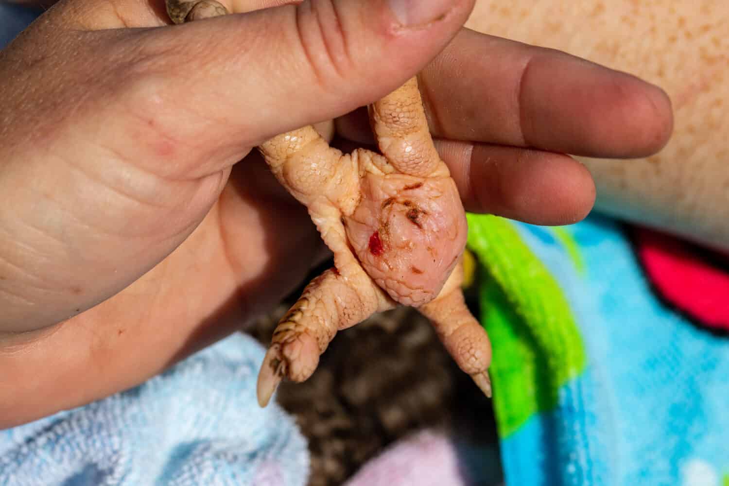 Person holding chicken's foot infected with Bumble foot