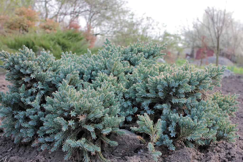 Blue Star Juniper Plant also known as Himalayan juniper. Needled evergreen shrub with silvery-blue, densely-packed foliage in the garden.