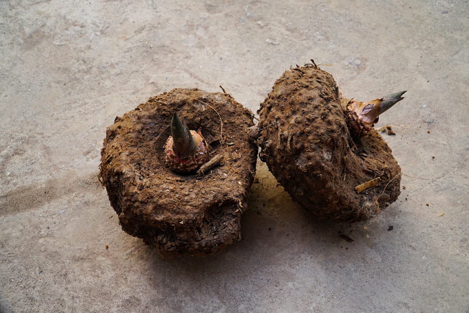          Two sprouted elephant foot yam                       