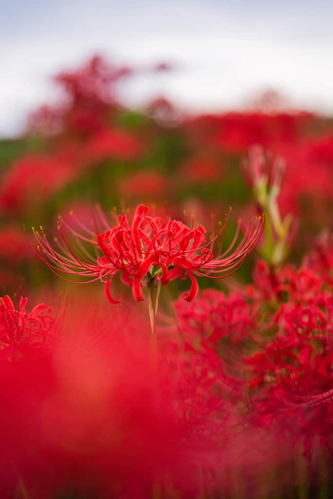 Red spider lilies represent rebirth in different Asian cultures.