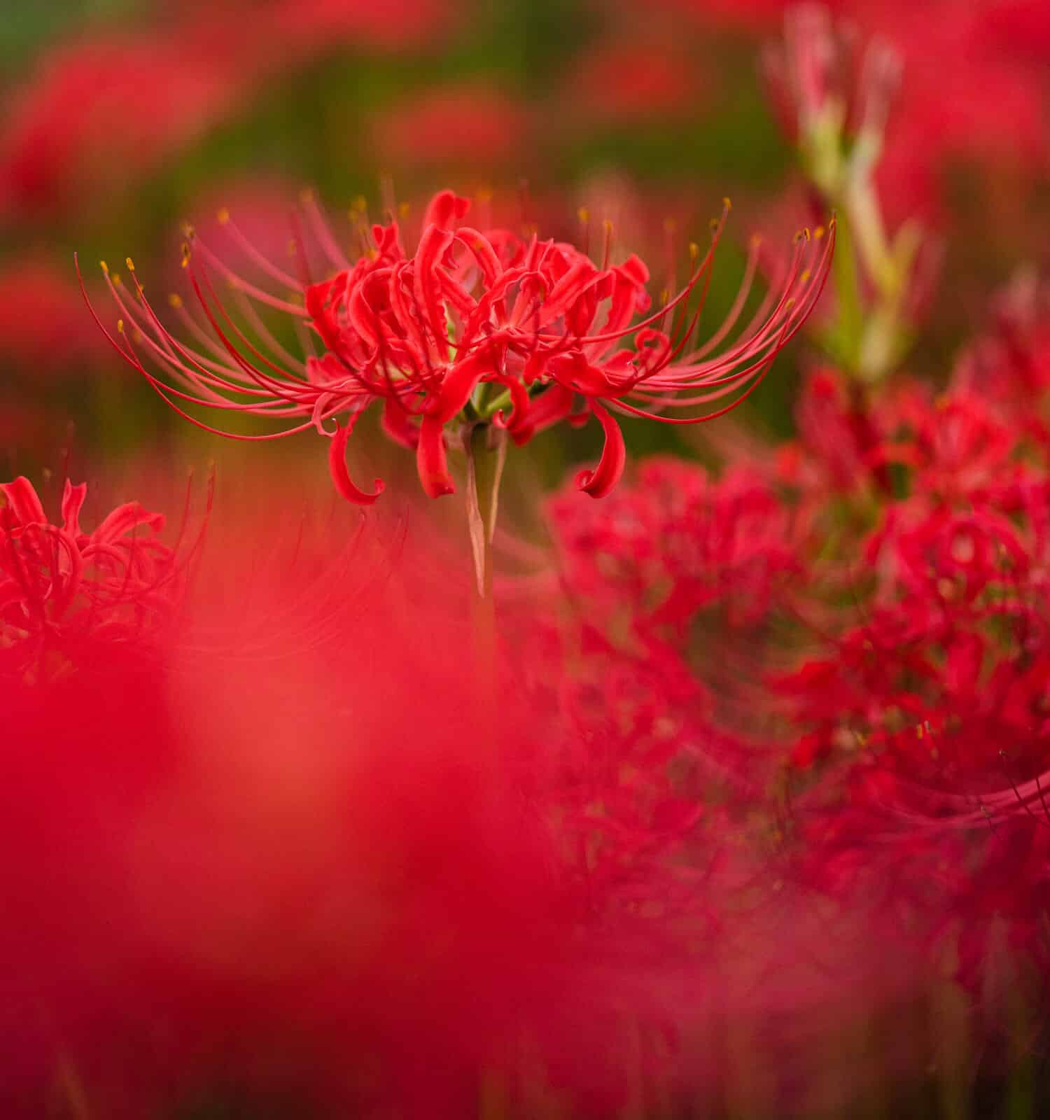 Red spider lily blooming in autumn