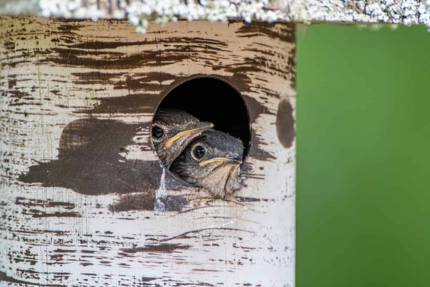 Two Baby Bluebirds Peeking Out the Nesting Box in April in Louisiana