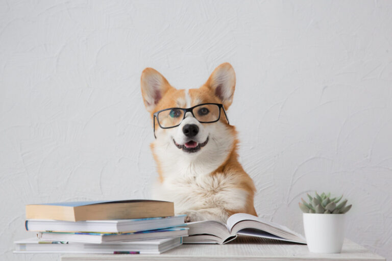 Smart funny corgi dog in glasses sitting with books, reading and studying smiling on white background