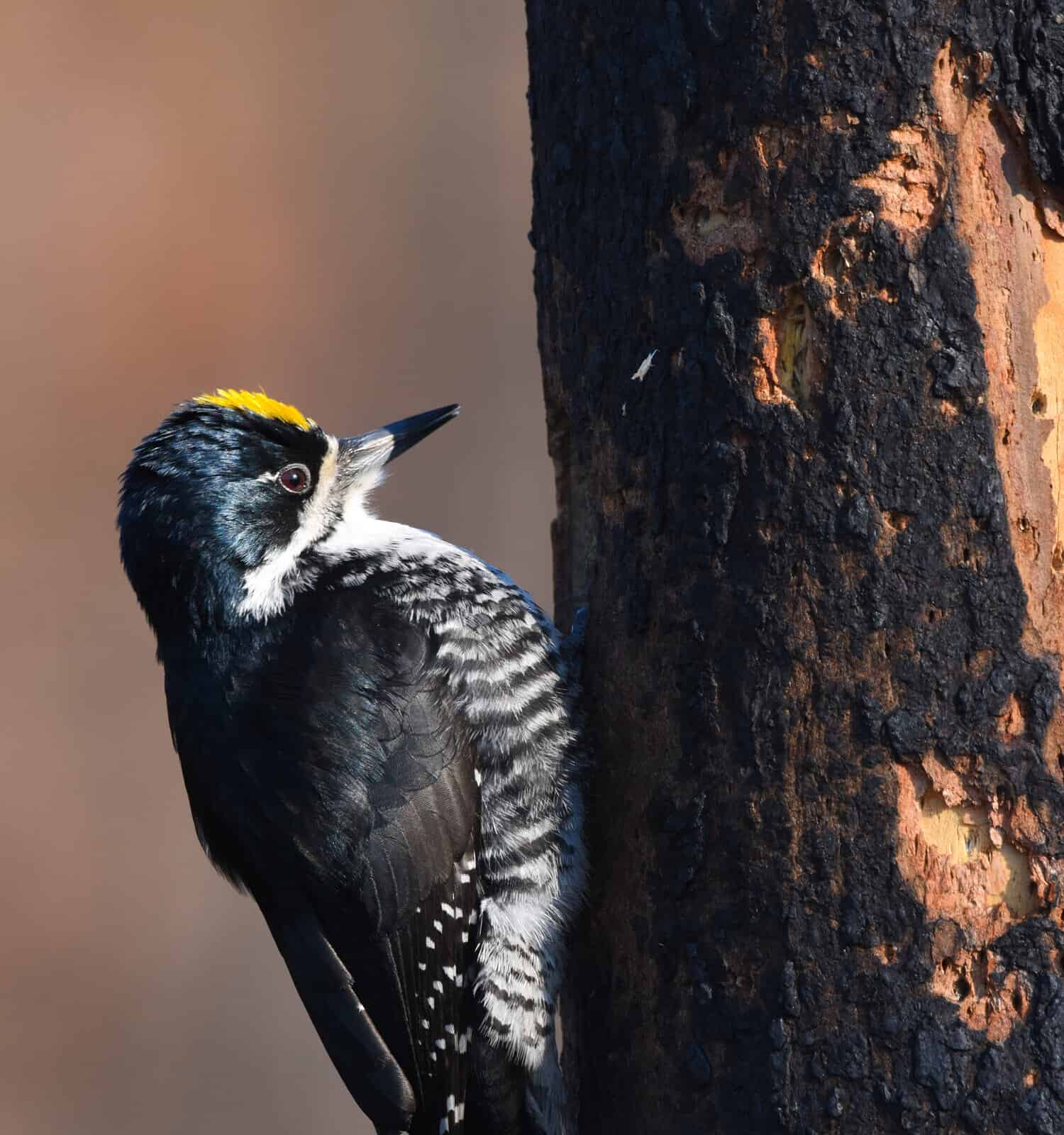 A male Black-baked Woodpecker excavates a cavity in a burned area of the Alaskan forest.