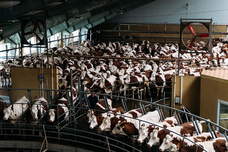 circular automatic mechanical milking of cows on a specialized dairy farm on work day