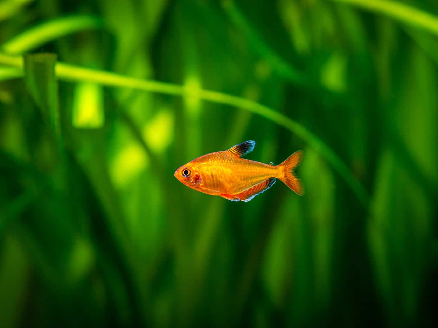 tetra serpae (Hyphessobrycon eques) in a fish tank with blurred background