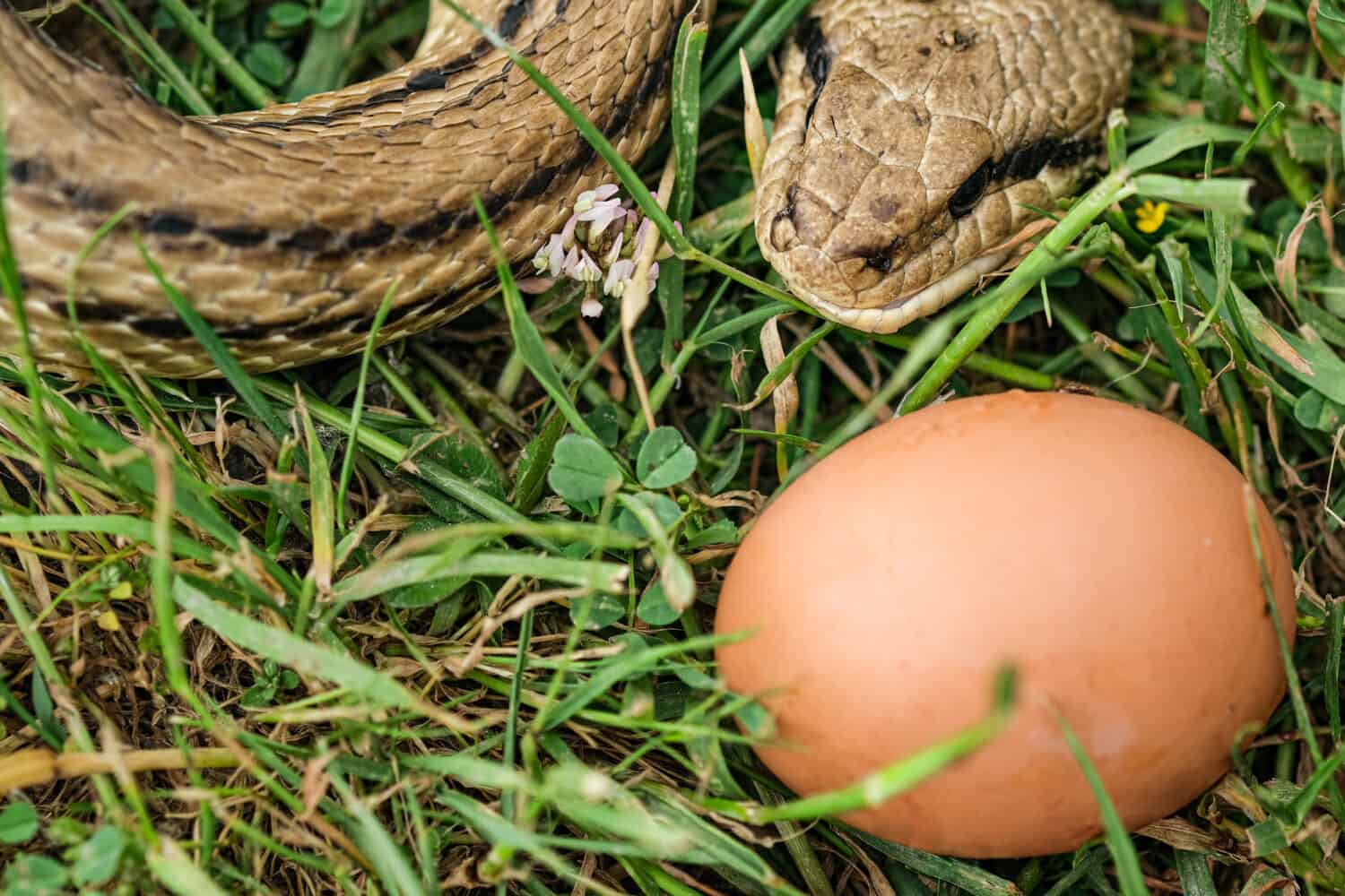 Snake egg eater species,predator reptile eye,skin details,cervone serpents