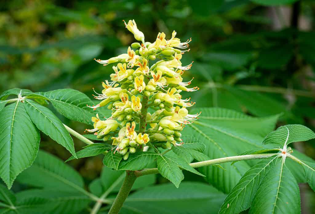 Flower panicle of Ohio buckeye tree(Aesculus glabra), a native to the midwestern states.