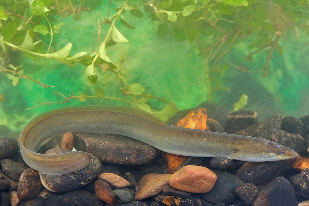 European Eel, Anguilla anguilla. Taken River Culm, England.