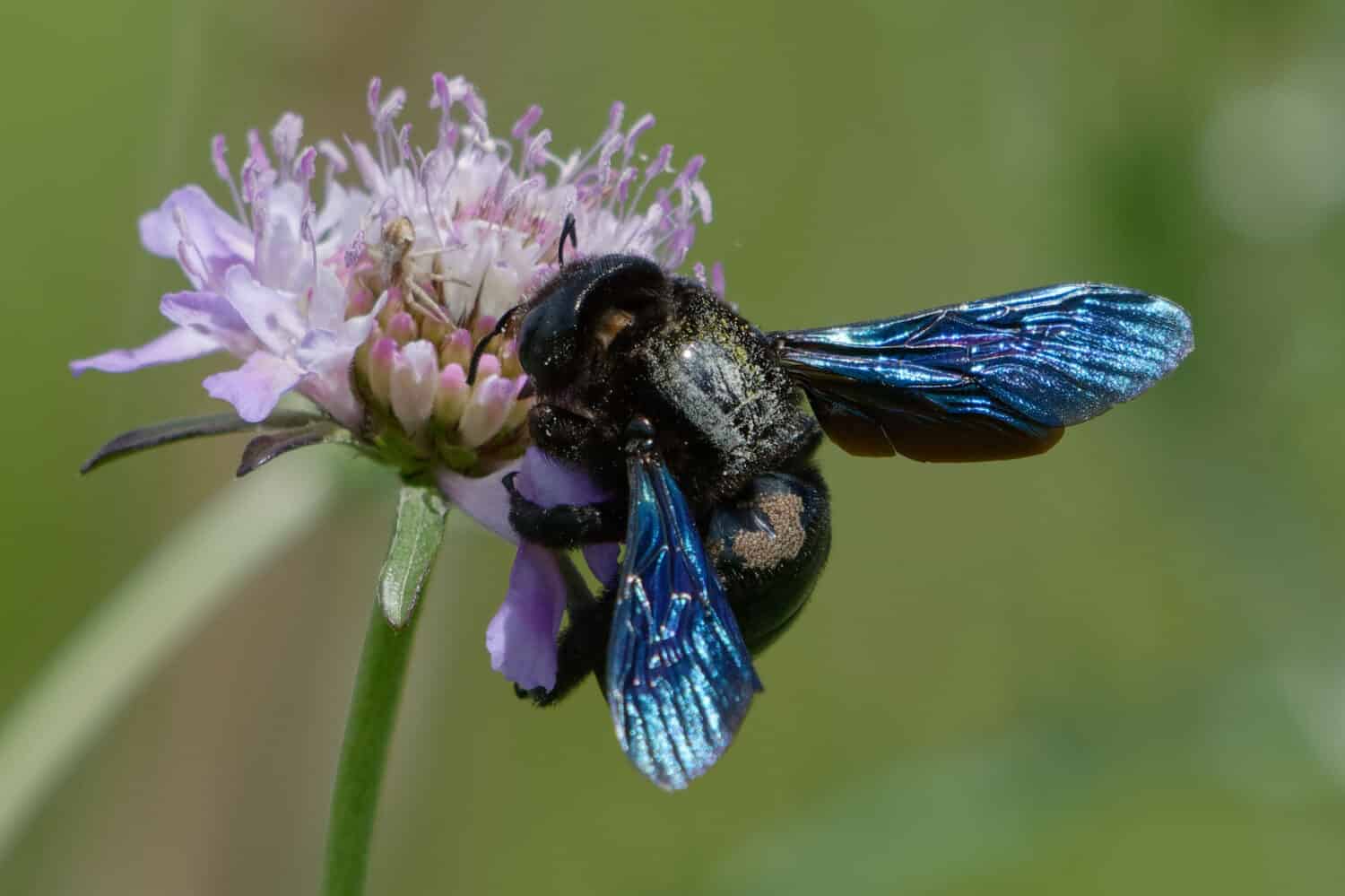 Violet carpenter bee (Xylocopa violacea) foraging a flower
