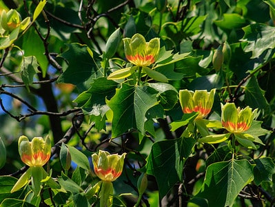 A The 34 Most Iconic Trees Native to Virginia