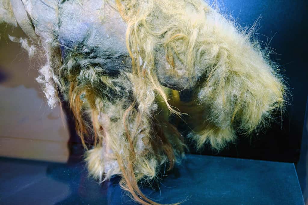 The back leg with a hair mummy of a young mammoth Yuka, a female of the species woolly mammoth fossil (Mammuthus primigenius). Found in Yakutia, Russia
