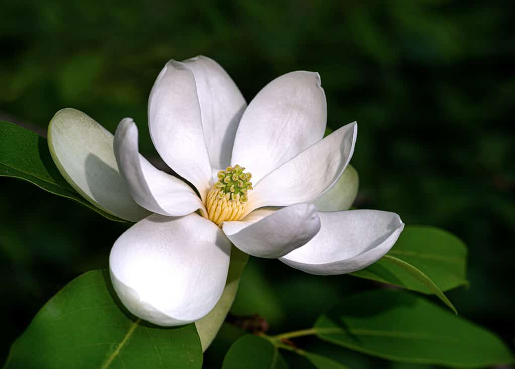 Flower of sweetbay magnolia (Magnolia virginiana), a small tree native to the Atlantic and Gulf coasts of the United States.